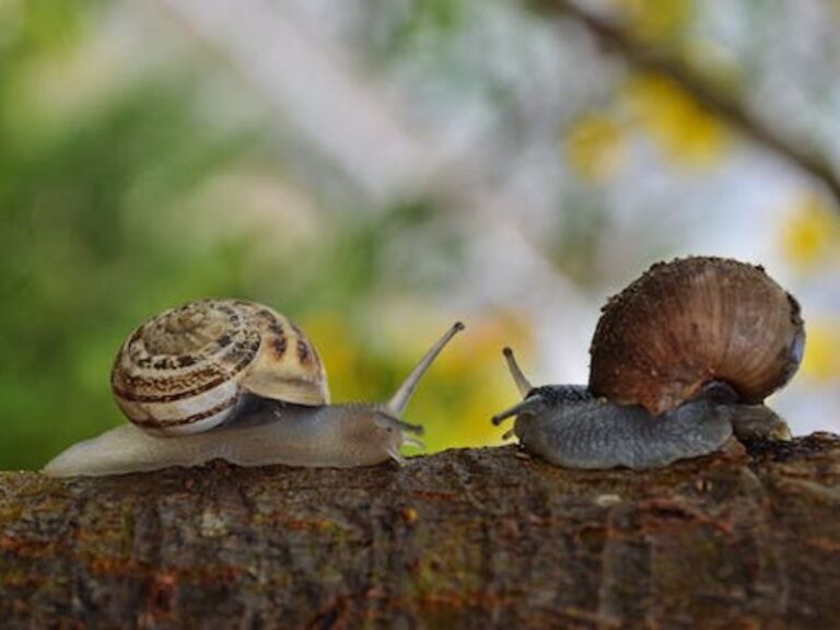 Can You Eat Snails