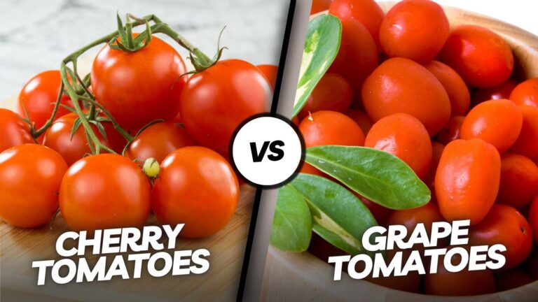 Cherry vs Grape Tomatoes
